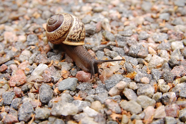 snail-221988-640.jpg