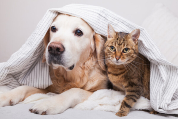 Benefits of having a pet for our mental health