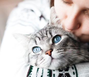 10 Beneficios de tener un gato según la psicología