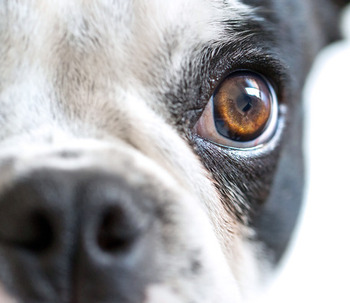 Cinofobia: La fobia a los perros irracional