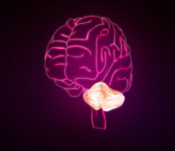 ¿Qué es el cerebelo? Descubre sus principales funciones