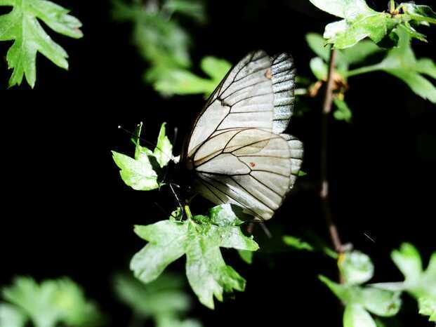 mariposa blanca.jpg
