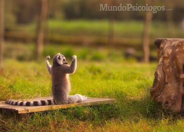 El lemur optimista